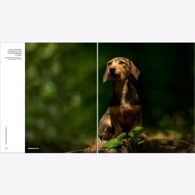 Heuser Fotografie Dogs Hunde Technik Gro&szlig;e Bilder Hintergrund