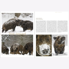 Lautenthal / Waldner Wild: Jagd in den Alpen Jger Bildband Natur Wald Naturfotografie