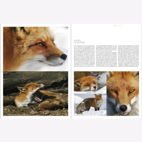 Lautenthal / Waldner Wild: Jagd in den Alpen Jger Bildband Natur Wald Naturfotografie