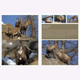 Lautenthal / Waldner Wild: Jagd in den Alpen Jger Bildband Natur Wald Naturfotografie