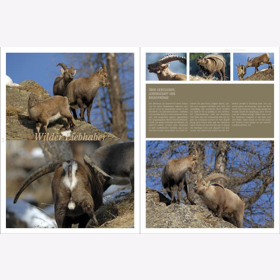 Lautenthal / Waldner Wild: Jagd in den Alpen J&auml;ger Bildband Natur Wald Naturfotografie