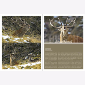 Lautenthal / Waldner Wild: Jagd in den Alpen Jger Bildband Natur Wald Naturfotografie