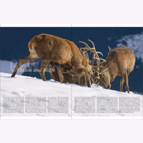 Lautenthal / Waldner Wild: Jagd in den Alpen J&auml;ger Bildband Natur Wald Naturfotografie