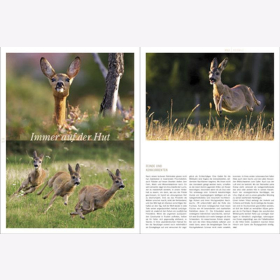 Lautenthal / Waldner Wild: Jagd in den Alpen Jger Bildband Natur Wald Naturfotografie