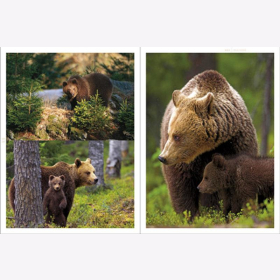 Lautenthal / Waldner Wild: Jagd in den Alpen Jger Bildband Natur Wald Naturfotografie