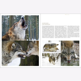 Lautenthal / Waldner Wild: Jagd in den Alpen Jger Bildband Natur Wald Naturfotografie