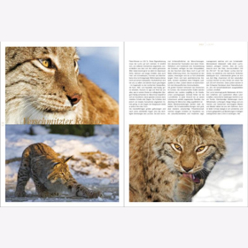 Lautenthal / Waldner Wild: Jagd in den Alpen Jger Bildband Natur Wald Naturfotografie